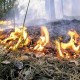 Леса Татарстана в максимальной опасности