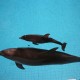 Появиться на свет дельфинёнку помогла… Ириска