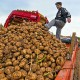 Татарстан обеспечит себя картофелем сам