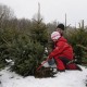 Срубили нашу ёлочку…  за 6 тысяч рублей!