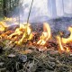 В республике Татарстан второй год отсутствуют лесные пожары