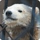 МЕДВЕДИ ТОЖЕ БЫВАЮТ ЛАСКОВЫМИ