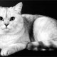 Челнинцы выбирают британских короткошерстных кошек