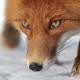 В Набережных Челнах были замечены дикие лисы