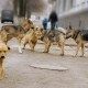 Власти Татарстана узаконят плановый отлов бездомных животных