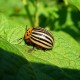 Колорадские жуки «проэкзаменуют» аграриев Татарстана