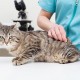 Жители Кировского района смогут бесплатно вакцинировать своих домашних животных до конца апреля