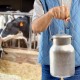 Татарстан ищет возможность спасти молочную отрасль