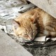 Проблема безнадзорных животных в РТ остается острой