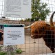 УК «Альфа-Капитал» будет опекать быка Гаврюшу из Московского зоопарка